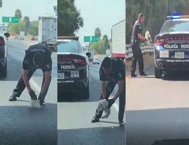 Policía rescata a cachorrito de ser atropellado