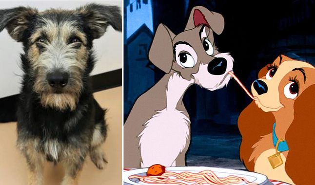 La conmovedora historia del perro que protagonizará “La dama y el vagabundo”