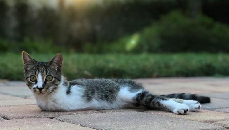 Gatita aprende a caminar con solo dos patitas