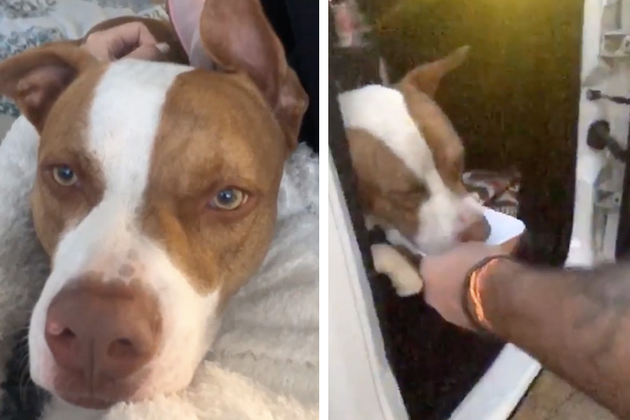 Tierno pitbull se niega a bajar de camioneta, termina siendo adoptado